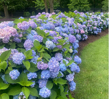 Load image into Gallery viewer, Coastal Gardens Necklace #1